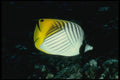 634034 Threadfin Butterfly Fish A4 Photo Print