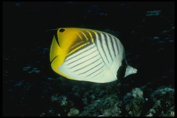 634034 Threadfin Butterfly Fish A4 Photo Print