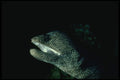 634035 Moray Eel A4 Photo Print