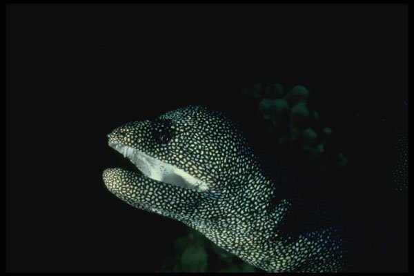 634035 Moray Eel A4 Photo Print