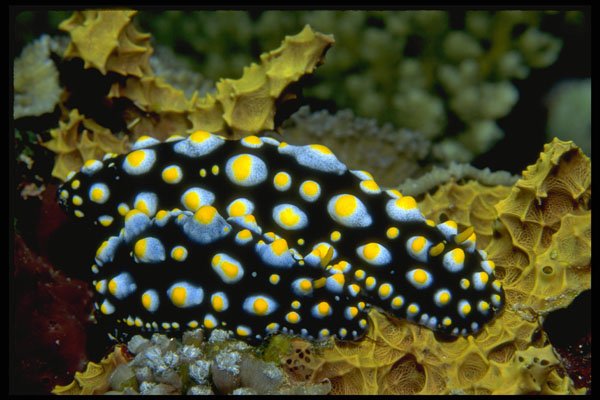 634036 A Pair Of Phyllidia Nudibranchs Mating A4 Photo Print