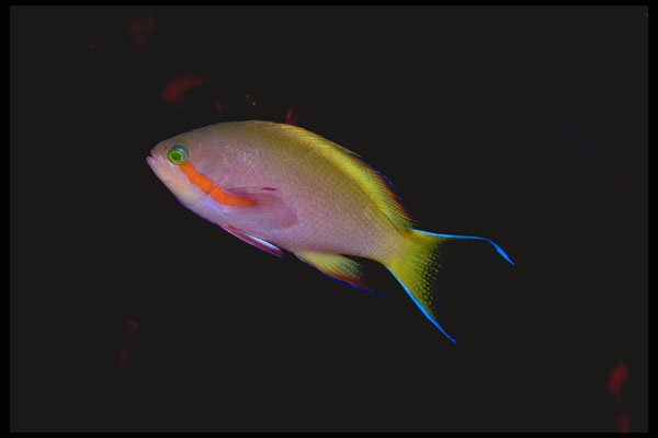 634037 The Deep Water Anthias Basslet Is From New Guinea A4 Photo Print