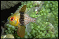 634039 This Cardinal Fish Inhabits The Shallow Reefs Of Palau A4 Photo Print