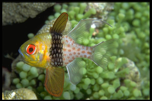 634039 This Cardinal Fish Inhabits The Shallow Reefs Of Palau A4 Photo Print