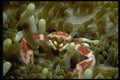 634040 A Tiny Porcelain Crab Is Host To An Anemone A4 Photo Print