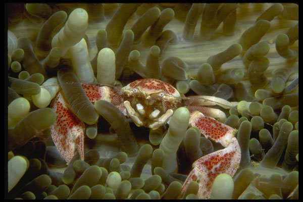 634040 A Tiny Porcelain Crab Is Host To An Anemone A4 Photo Print