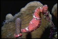 634042 The Caribbean Seahorse A4 Photo Print