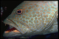 634043 Tiny Shrimp Cleans Parasites From A Tiger Grouper A4 Photo Print