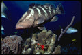 634044 Five Kilogram Nassau Grouper A4 Photo Print