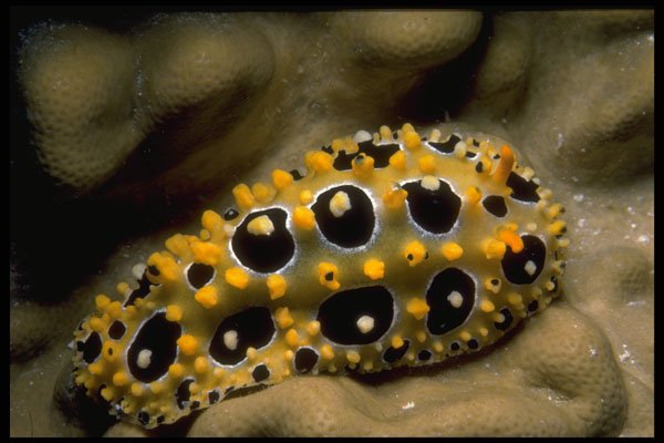 634045 An Ocellated Nudibranch Crawls Over A Fijian Reef A4 Photo Print