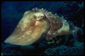 634046 Cuttlefish Can Change Colors And Body Textures A4 Photo Print