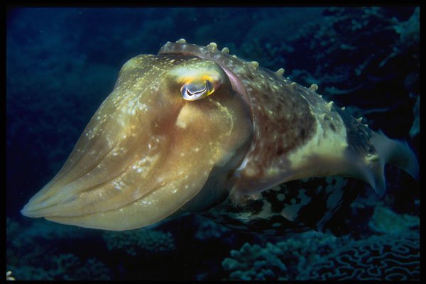 634046 Cuttlefish Can Change Colors And Body Textures A4 Photo Print