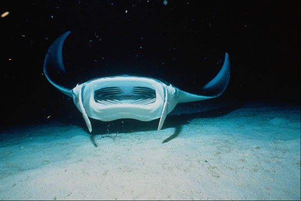634048 Manta Birostris Feeding, Cayman Islands A4 Photo Print