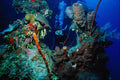 634049 Diver And Coral Formation, Cayman Islands A4 Photo Print