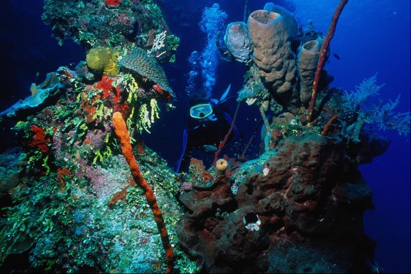634049 Diver And Coral Formation, Cayman Islands A4 Photo Print