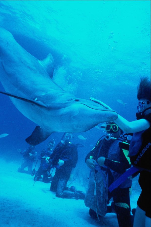 634050 Bottlenose Dolphin (Tursiops Truncatus) And Humans A4 Photo Print