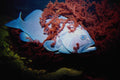 634053 Underwater Fish A4 Photo Print