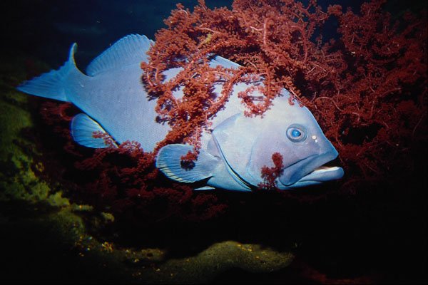 634053 Underwater Fish A4 Photo Print