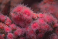 634054 Sea Anemone A4 Photo Print
