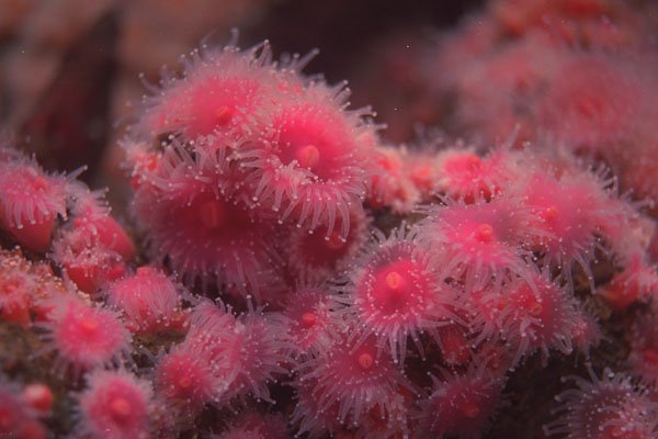 634054 Sea Anemone A4 Photo Print
