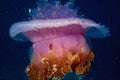 634056 Cebu, Philippines A4 Photo Print