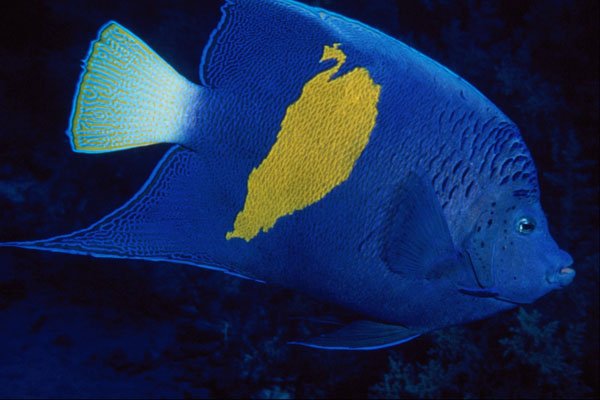 634058 Red Sea, Egypt A4 Photo Print