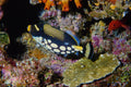634059 Tubbataha Reef, Sulu Sea A4 Photo Print