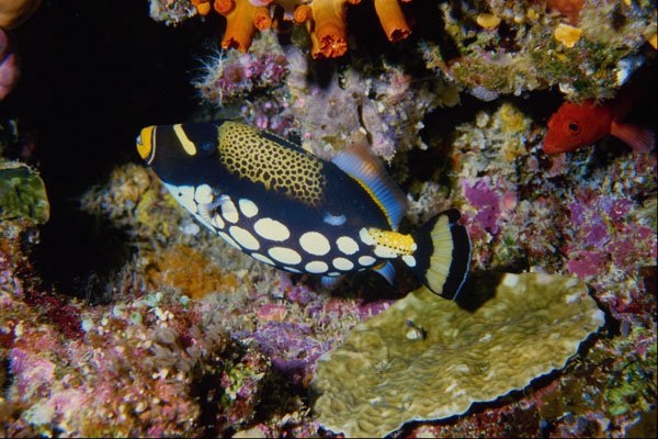 634059 Tubbataha Reef, Sulu Sea A4 Photo Print