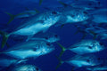 634063 Isla Mujeres, Mexico A4 Photo Print