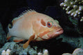 634064 Red Sea, Egypt A4 Photo Print