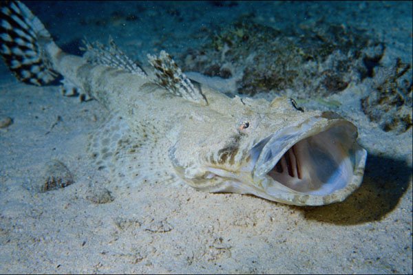 634066 Red Sea, Egypt A4 Photo Print