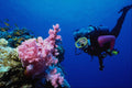 634068 Diver And Soft Coral A4 Photo Print