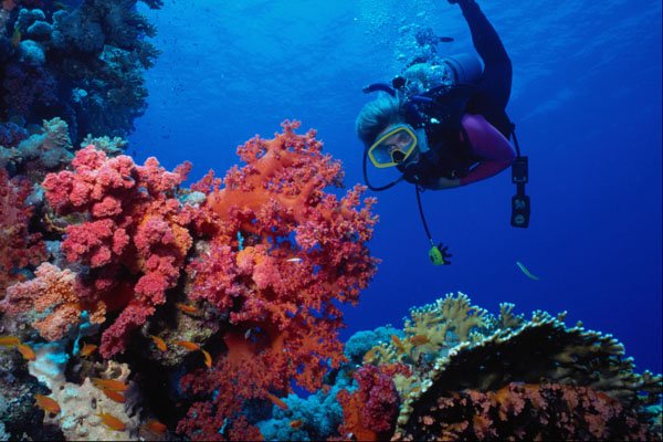 634069 Diver Inspects Large Stand Of Soft Coral, Red Sea, Egypt A4 Photo Print