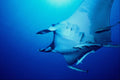 634070 Manta Ray And Remora, Red Sea, Egypt A4 Photo Print