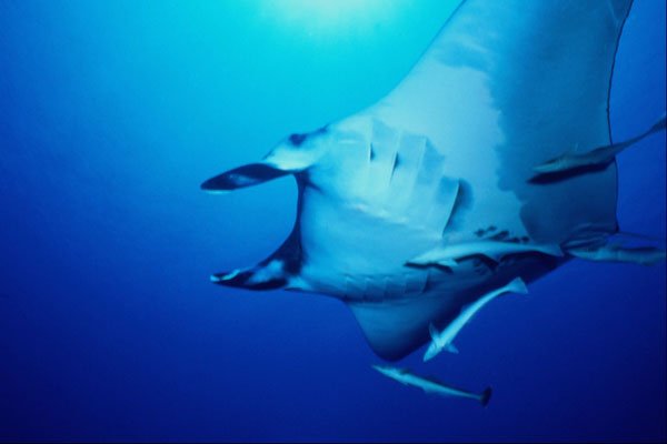 634070 Manta Ray And Remora, Red Sea, Egypt A4 Photo Print