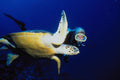 634071 Diver And Hawksbill Turtle, Red Sea, Egypt A4 Photo Print