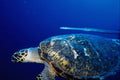 634072 Hawksbill Turtle And Coronet Fish, Red Sea, Egypt A4 Photo Print