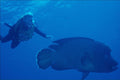 634079 Divers With Humheaded Wrasse, Red Sea, Egypt A4 Photo Print