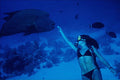 634080 Divers Hand Feeding Humheaded Wrasse, Red Sea, Egypt A4 Photo Print