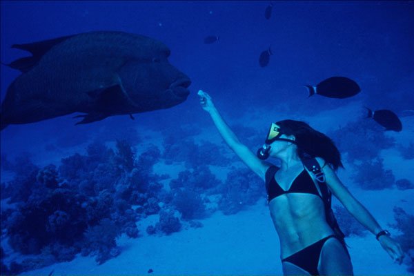 634080 Divers Hand Feeding Humheaded Wrasse, Red Sea, Egypt A4 Photo Print