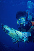 634081 Divers With Young Hawksbill Turtle In Palau A4 Photo Print