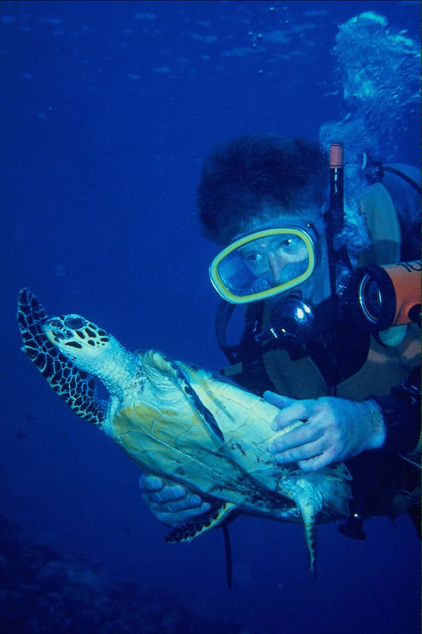634081 Divers With Young Hawksbill Turtle In Palau A4 Photo Print