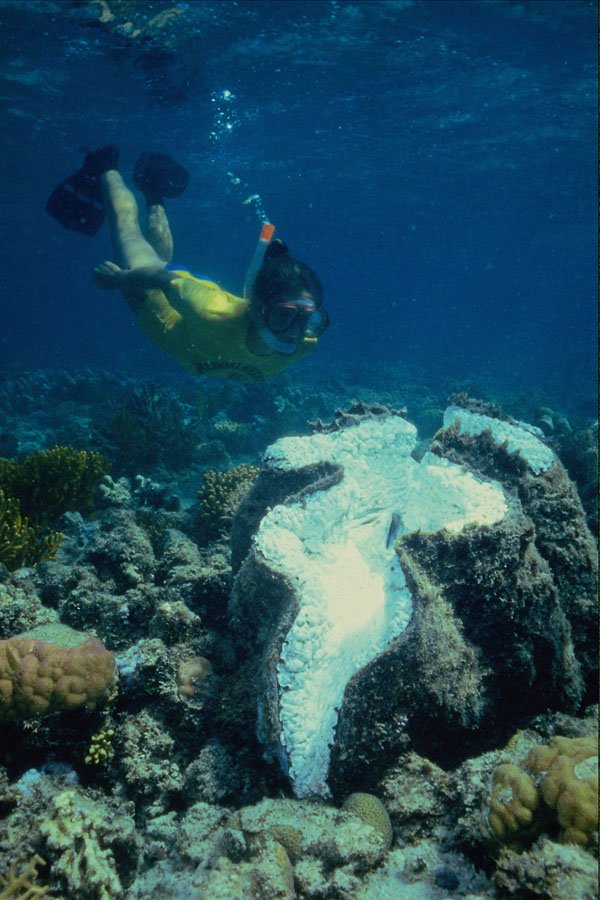 634082 Snorkeling With Giant Clam At Lizard Island, Great Barrier Reef, Australia A4 Photo Print