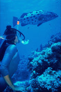 634083 Diver And Giant Potato Cod, The Cod Hole , Great Barrier Reef, Australia A4 Photo Print