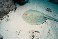 634085 Blue Spotted Reef Ray, Red Sea A4 Photo Print