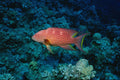 634086 Lunartail Grouper, Red Sea A4 Photo Print