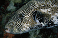 634088 Puffer Fish, Caroline Islands, Palau A4 Photo Print