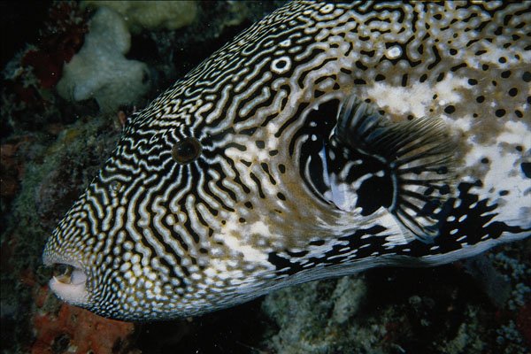 634088 Puffer Fish, Caroline Islands, Palau A4 Photo Print