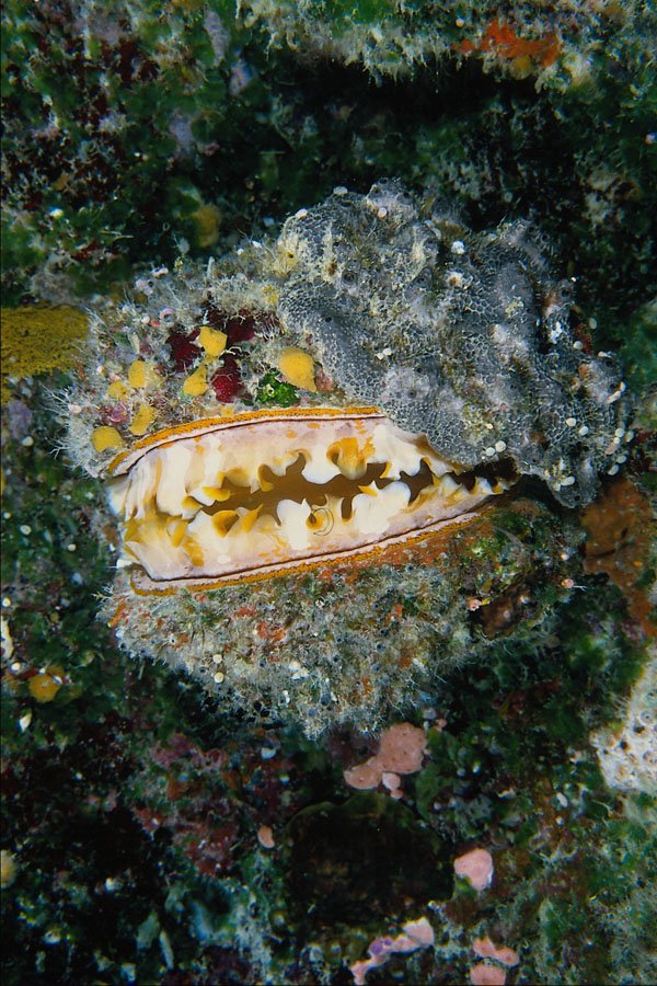 634089 Oyster, Caroline Islands, Palau A4 Photo Print