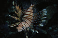 634090 Butterfly Cod, Red Sea, Egypt A4 Photo Print